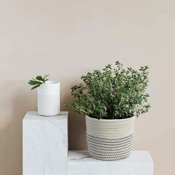 CANASTA DECORATIVA